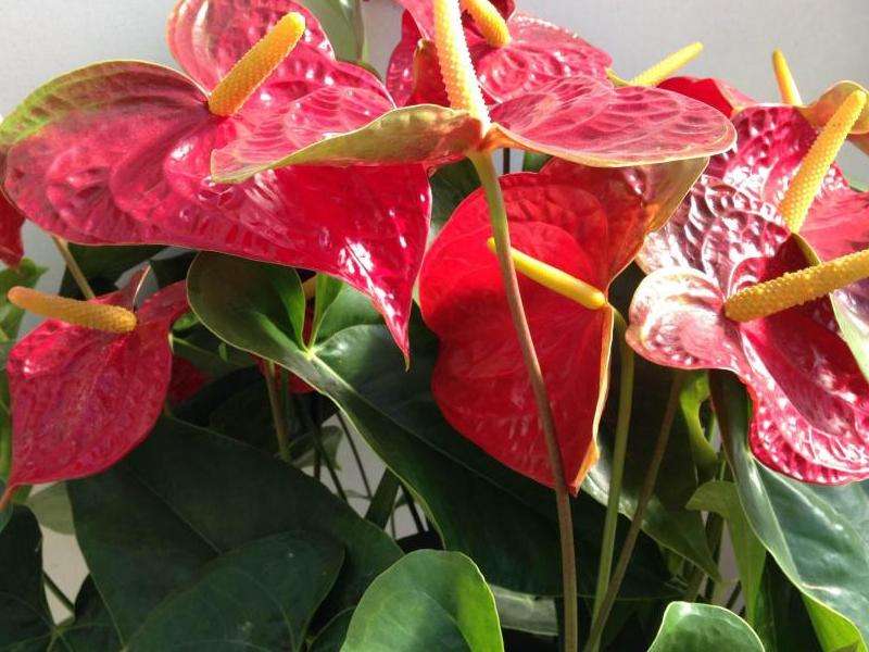 了解在Facebook平台上的登录过程和注意事项